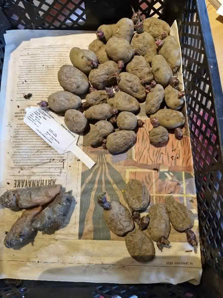 Photo of free Seed potatoes (Shirley CR0) #1