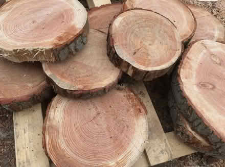 Photo of Tree trunk/stump (Hitchin SG4) #3