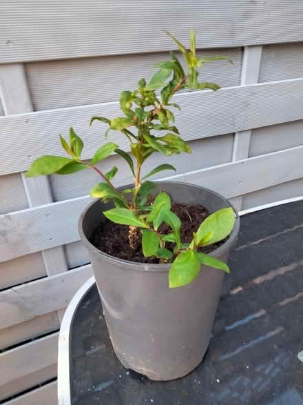 Photo of free Small Phlox Plant (Shenley Lodge MK5) #1