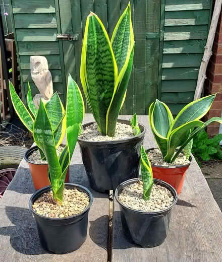 Photo of free Sansevieria house plants (Malvern Link WR14) #1