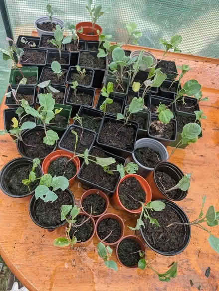 Photo of free Young Brussell sprout plants (CO11) #1