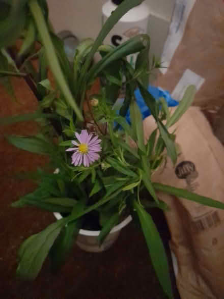 Photo of free Michaelmas daisy (Wimbledon Village SW19) #1