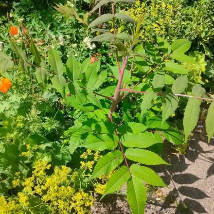 Photo of free stags horn tree saplings (SK11 Sutton) #1