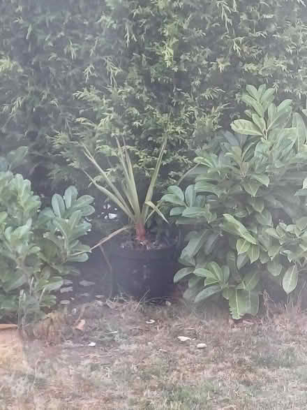 Photo of free Yukka plant. (Brookside TF3) #1