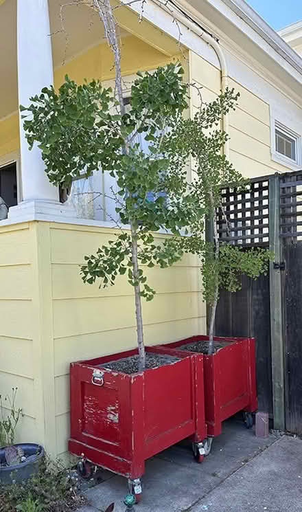 Photo of free 2 Gingko trees in boxes (Alameda) #1