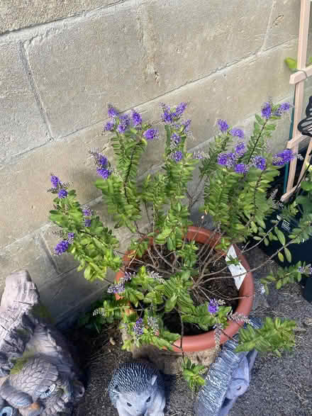 Photo of free Hebe shrub (Southdown) #1