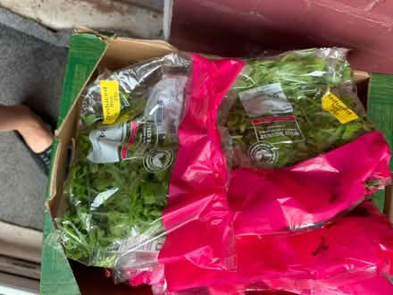 Photo of free Rocket salad packets (bexleyheath DA7) #1