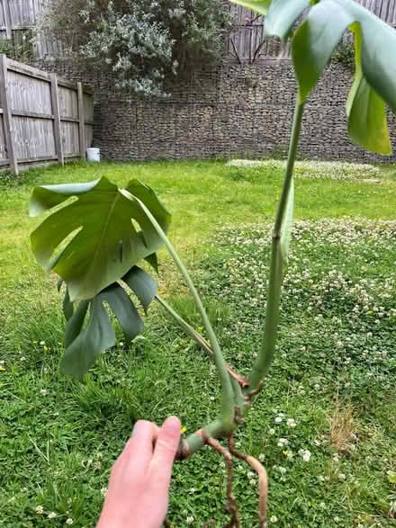 Photo of free Monstera plant (WN6) #2