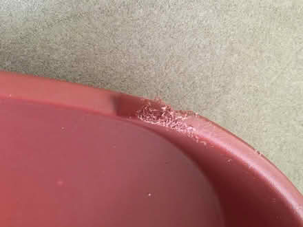 Photo of free Dog bed (Horn's Mill SG13) #2