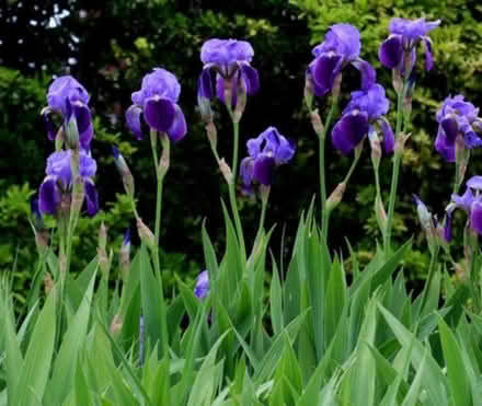Photo of free Lots of Irises (Maple Leaf) #2