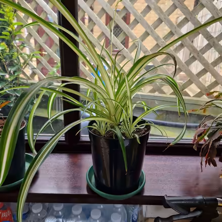 Photo of free Spider plant (Clive Vale TN35) #1