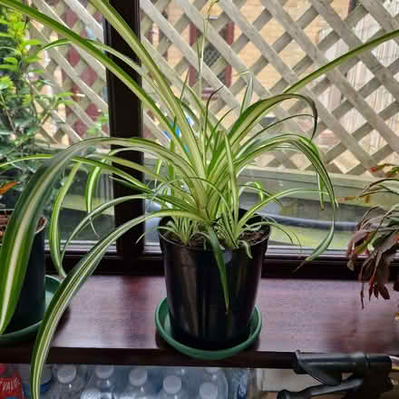 Photo of free Spider plant (Clive Vale TN35) #1
