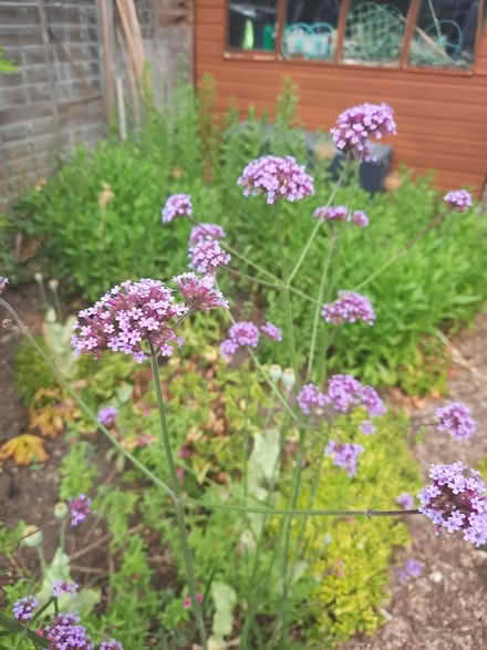 Photo of free Verbena Bonariensis plant (Morden SM4) #3