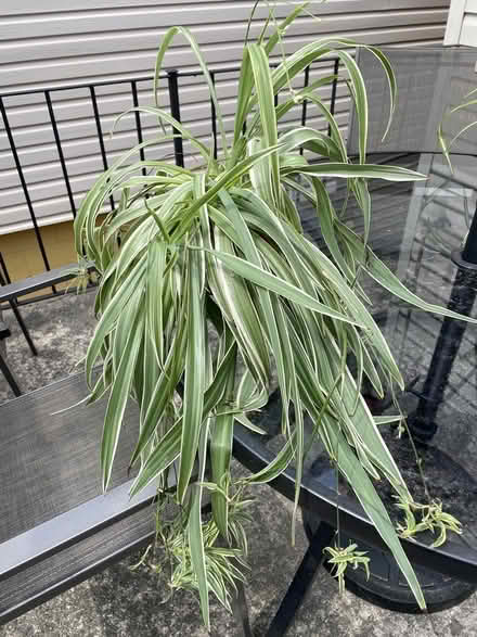 Photo of free spider plant (with spiderlings) (Bloor Lansdowne) #1