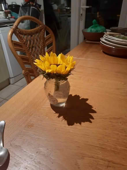 Photo of free Sunflower heads v short stems x23 (TW9 4LH) #4