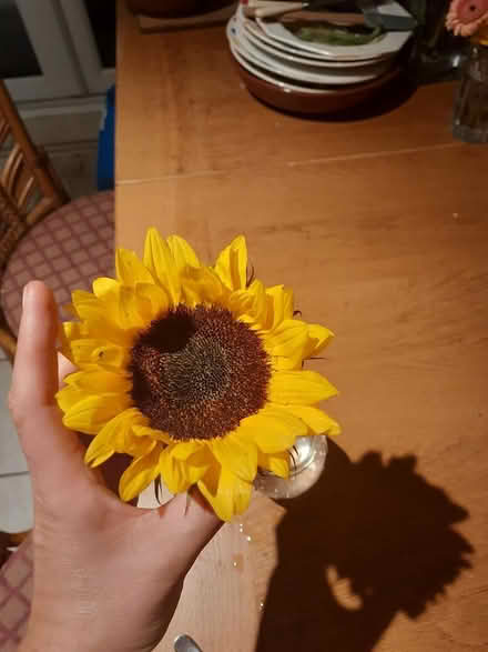 Photo of free Sunflower heads v short stems x23 (TW9 4LH) #1
