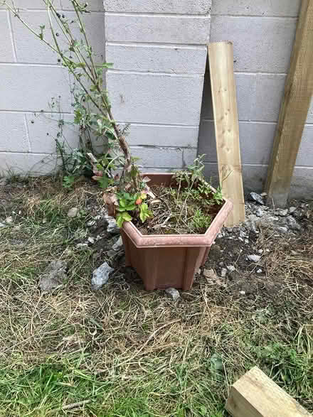 Photo of free Garden pots (Guiseley LS20) #2