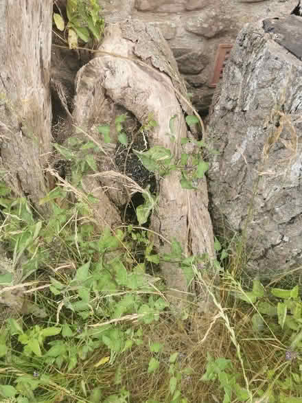 Photo of free Large logs (Leominster HR6) #4
