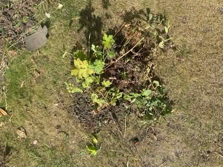 Photo of free Plants (Wanstead E11) #2