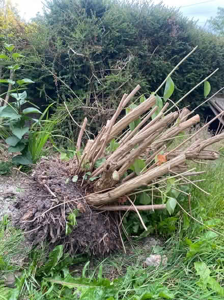 Photo of free weigela shrub (S17 Dore) #1