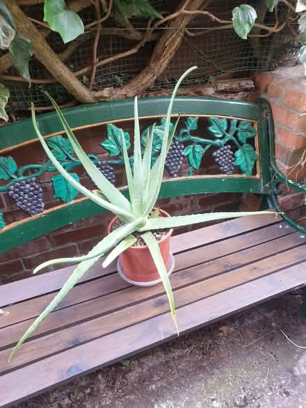 Photo of free Large Aloe Vera Plant (Breadsall DE21) #1