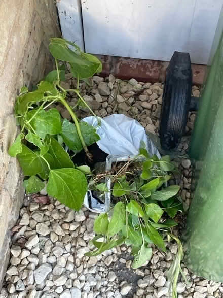 Photo of free Plants ..Runner bean (Welling DA16) #1