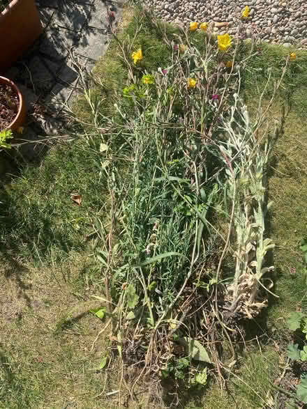 Photo of free Plants (Wanstead E11) #1
