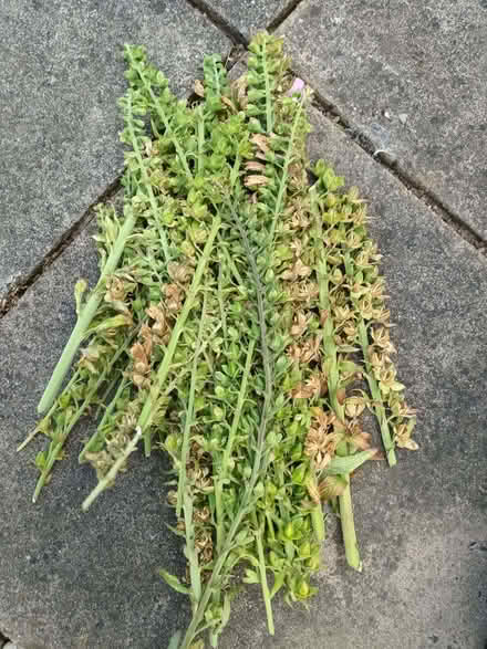 Photo of free Foxglove seeds (Hockley Port B18) #1
