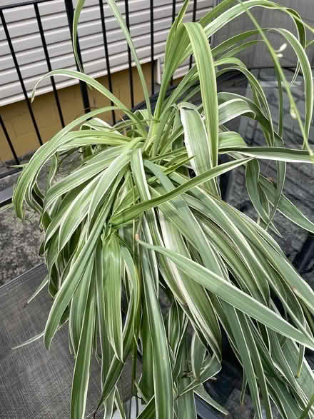 Photo of free Spider plant (Bloor Lansdowne) #1
