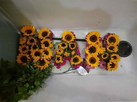 Photo of free Sunflower heads v short stems x23 (TW9 4LH) #3