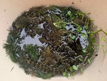 Photo of free Pond Plants (Baswich ST17) #1