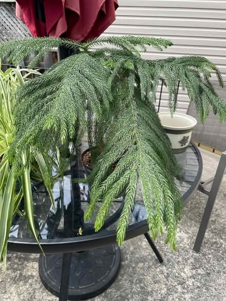 Photo of free Norfolk pine tree plant (Bloor Lansdowne) #1