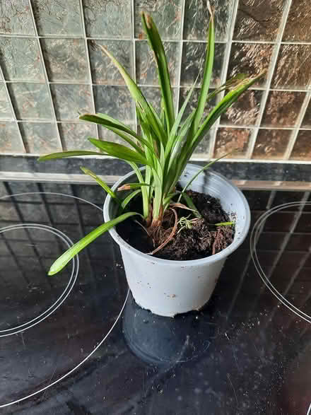 Photo of free Cutting of Lirope (Morden SM4) #2