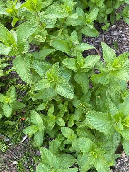Photo of free Spearmint plant (Downers Grove - north) #1