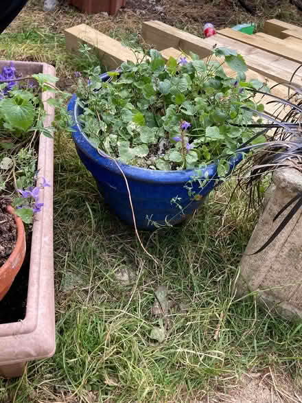 Photo of free Garden pots (Guiseley LS20) #1