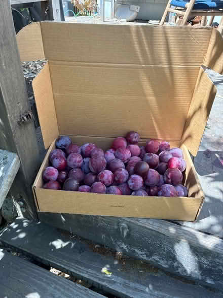 Photo of free Windfall plums (Downtown) #1