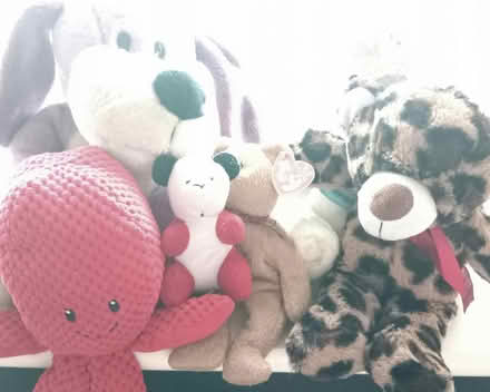 Photo of free Selection of teddy bears (CB4) #1