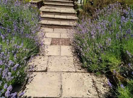 Photo of free Lavender (Kennington OX1) #1