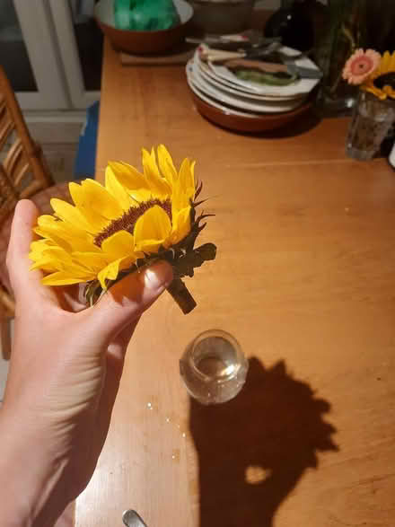 Photo of free Sunflower heads v short stems x23 (TW9 4LH) #2
