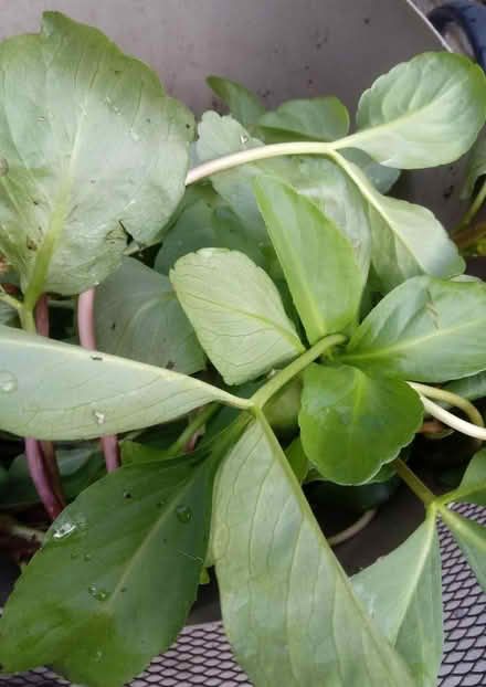 Photo of free Pond margin plant (Horsham, near Bennetts Field) #1
