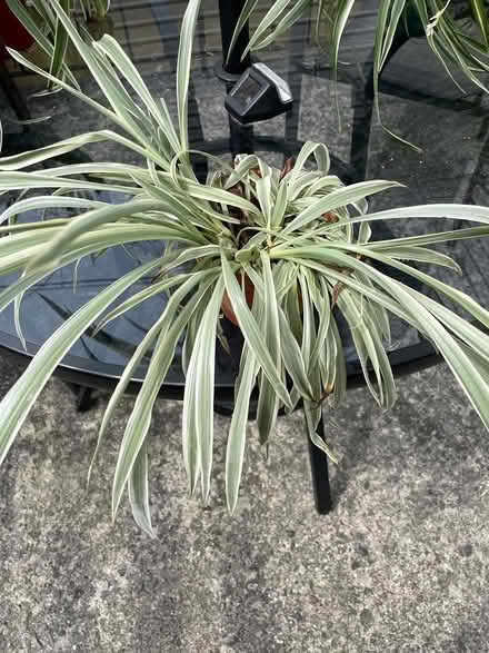 Photo of free Small spider plant (Bloor Lansdowne) #1