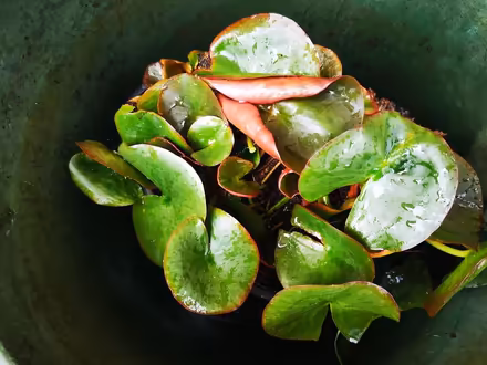 Photo of free Pond Plant - Water Lilly (Canterbury CT29BQ) #2