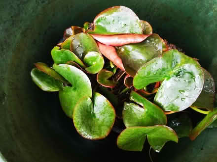 Photo of free Pond Plant - Water Lilly (Canterbury CT29BQ) #2