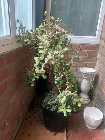 Photo of free Large Money plant (Chesham HP5) #2