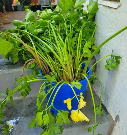 Photo of free Celery Plants (Oakland) #1