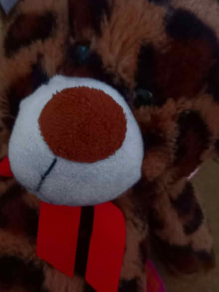 Photo of free Selection of teddy bears (CB4) #3