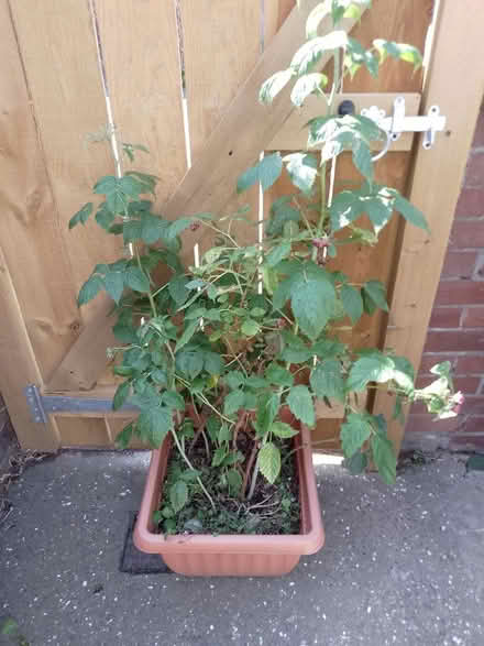 Photo of free Raspberry canes (Beamish DH9) #1