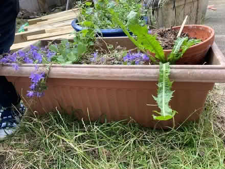 Photo of free Garden pots (Guiseley LS20) #3
