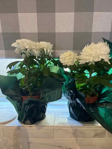 Photo of free X2 potted white chrysanthemums (Chatham) #1