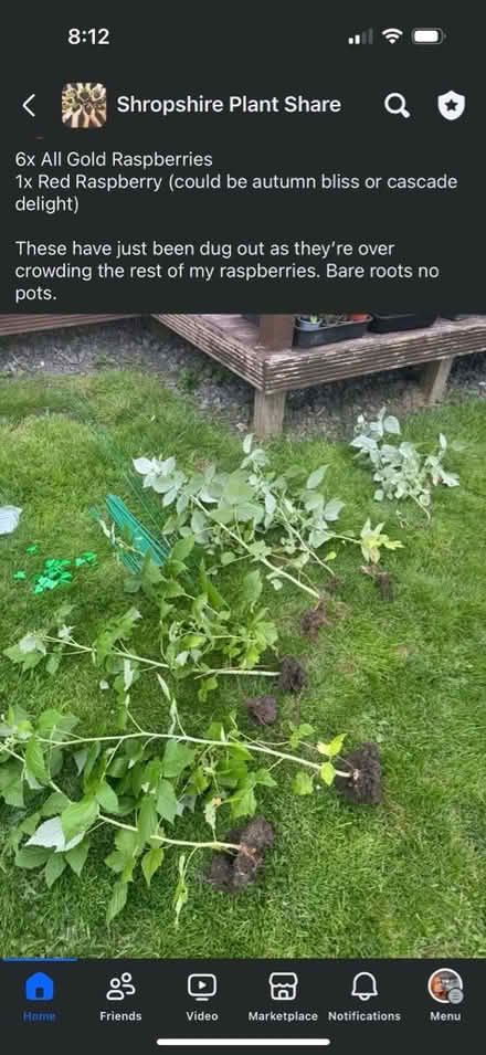 Photo of free Raspberry plants (Grafton, Shrewsbury) #1
